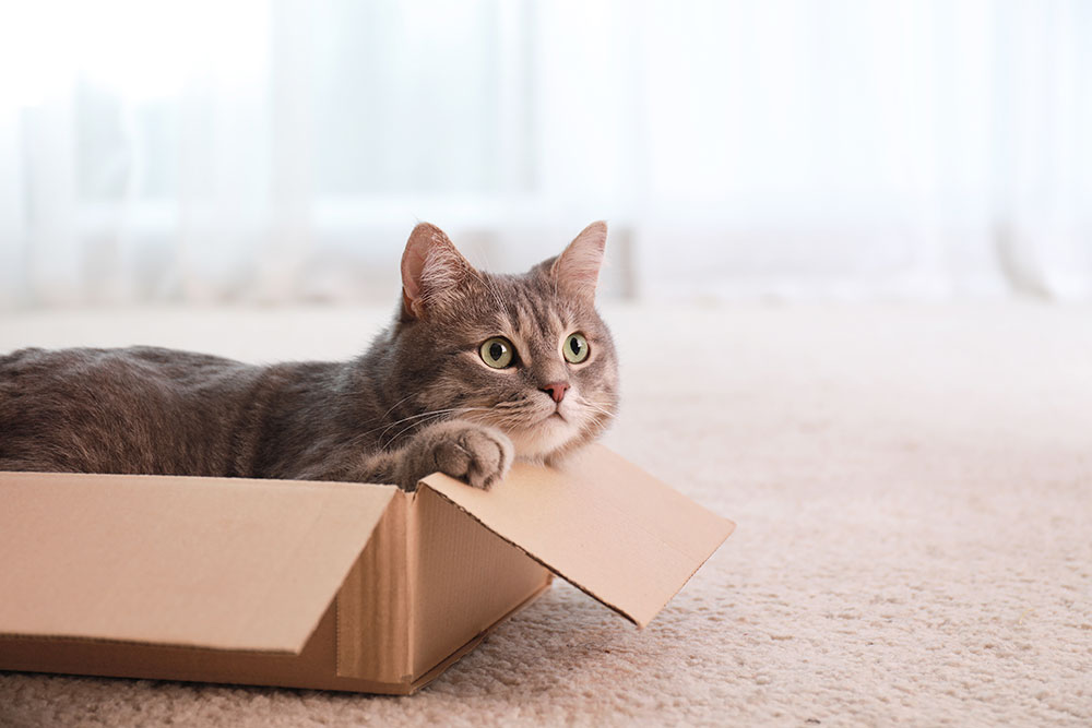 Gato tabby fofo