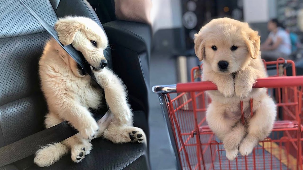 Cachorro Golden Retriever
