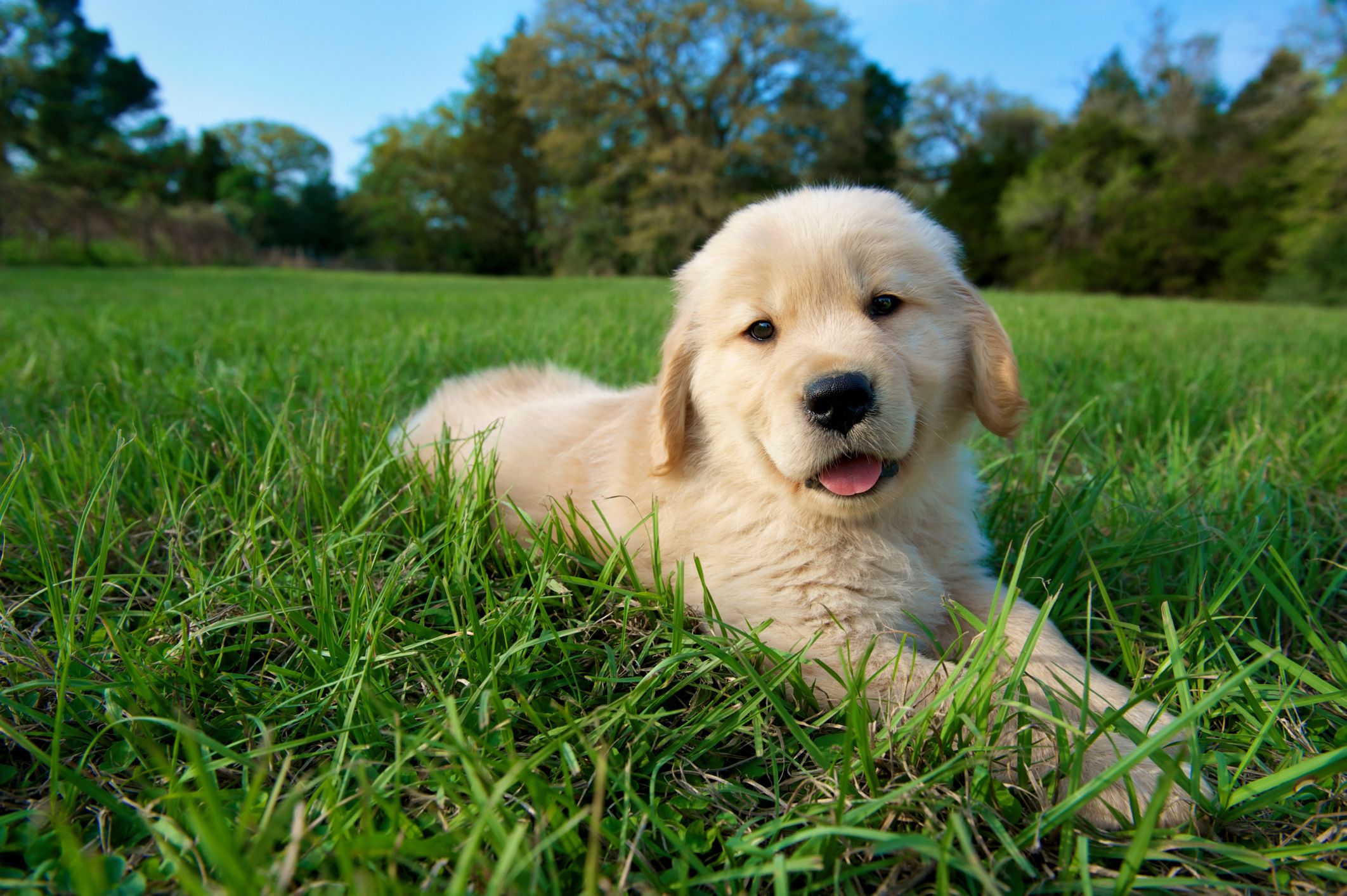 Cachorro feliz - Golden Retriever