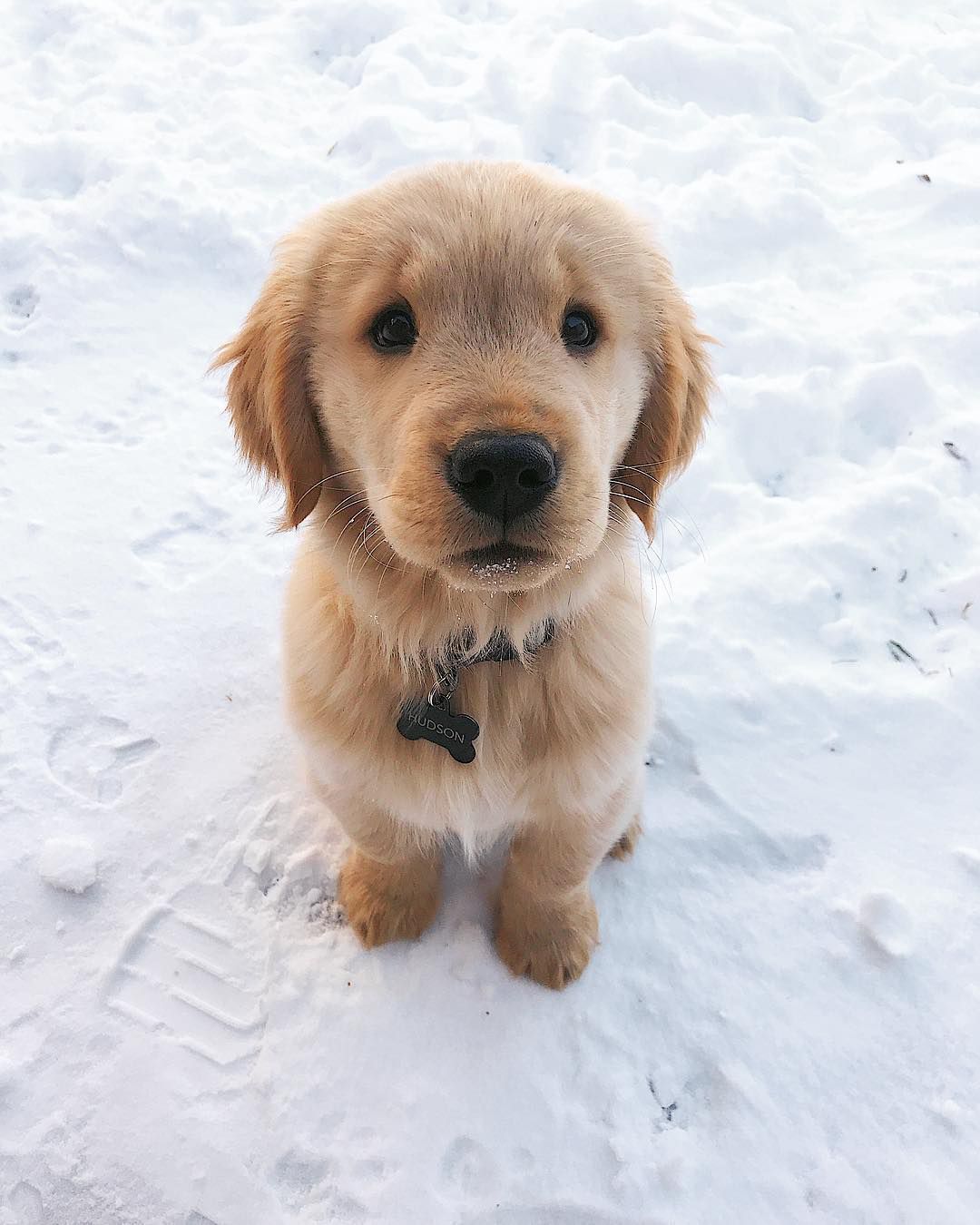 Filhote de cachorro